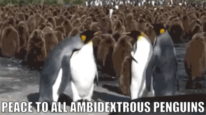 31031097_10215154161543756_5836835863497015296_n (1).gif