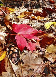 imageedit_13_7645604223