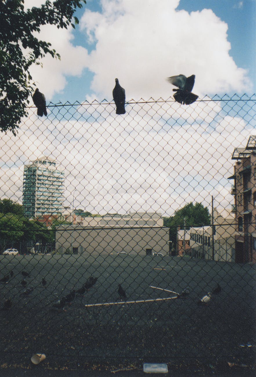 three birds on black fence under white and blue skies