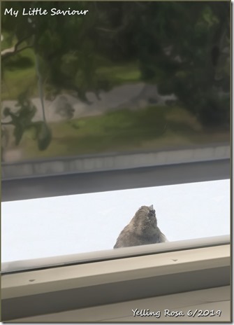 young-sparrow-280619-e-03-c2a9-yelling-rosa