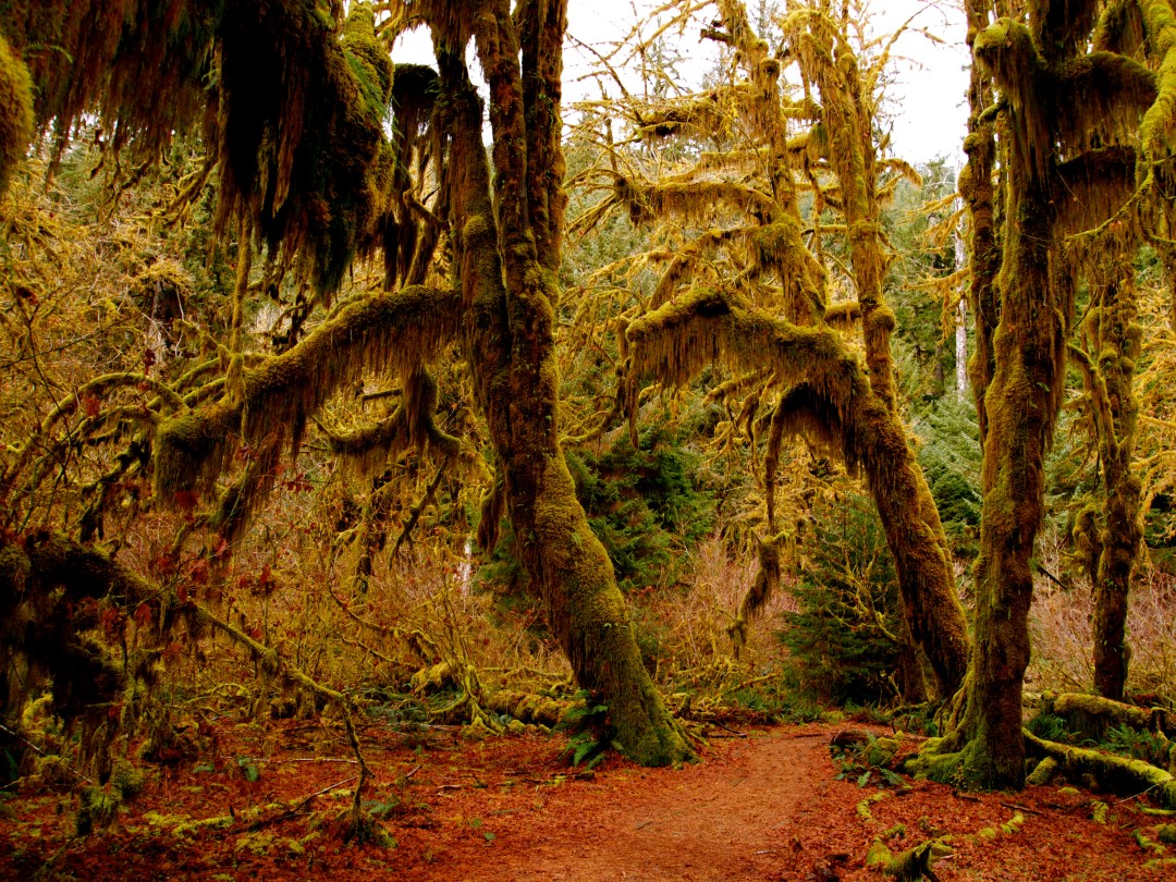 washington rainforest
